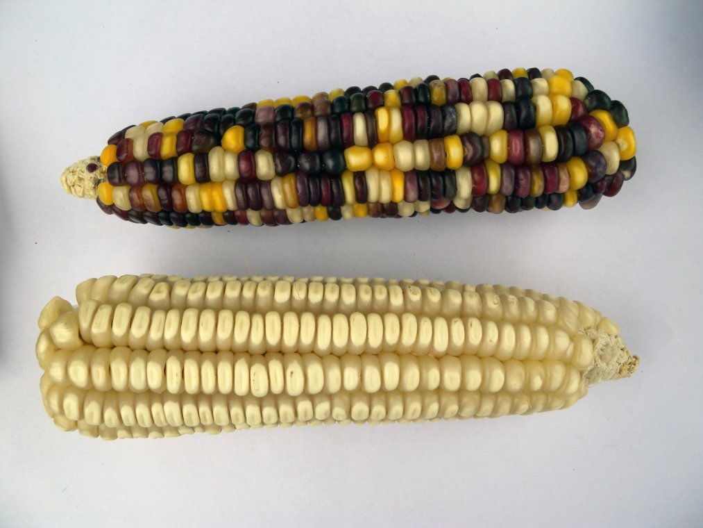 Maize Connected Seeds LibraryConnected Seeds Library