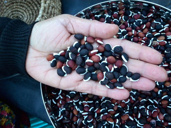 Lutfu's lablab bean seeds. Photo: Sara Heitlinger