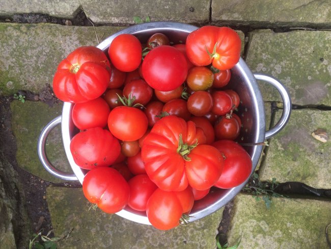 Meghan's tomatoes. Photo: Meghan Lambert